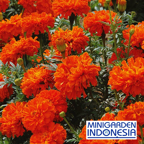 Benih Bunga MARIGOLD KEES ORANGE 3 BIJI bibit bunga import f1 Mr.Fothergills