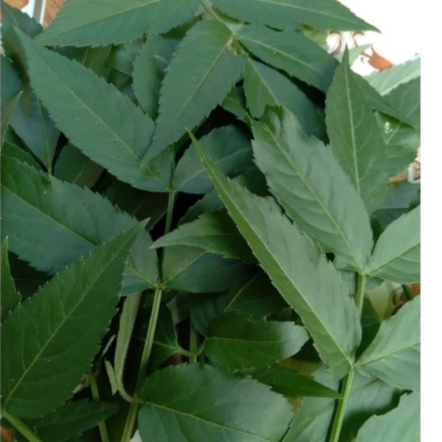 

daun sangitan segar 300gr