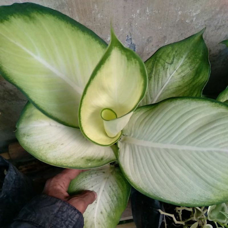 AGLONEMA TISU BANGKOK DEWASA