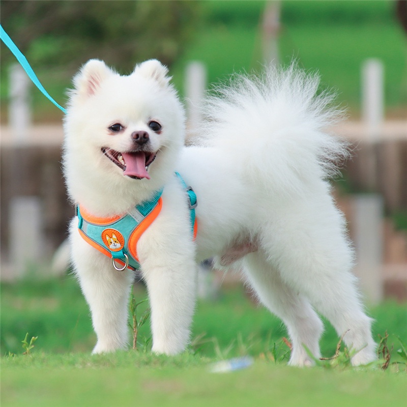 Set Rompi Harness Anjing Peliharaan Dengan Tali Tuntun Untuk Jalan / Lari / Outdoor / Travel