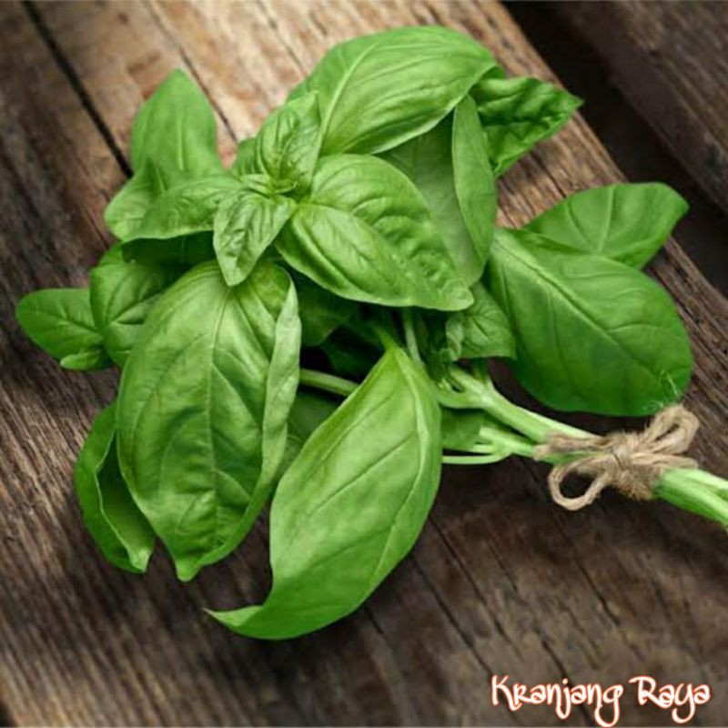 

Basil