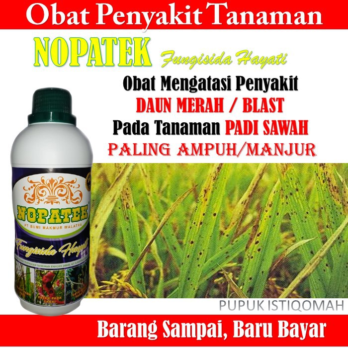 PROMO MURAH Obat Semprot Atasi Penyakit BLAST Padi - Obat Nopatek Mengatasi Penyakit Virus Daun Mera