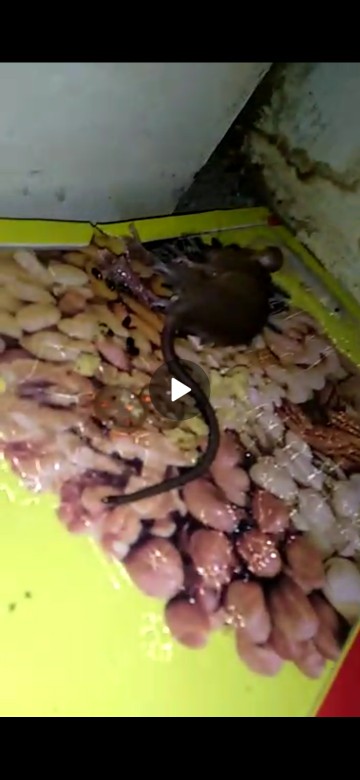 Maowang Orange Hologram Pembasmi Tikus