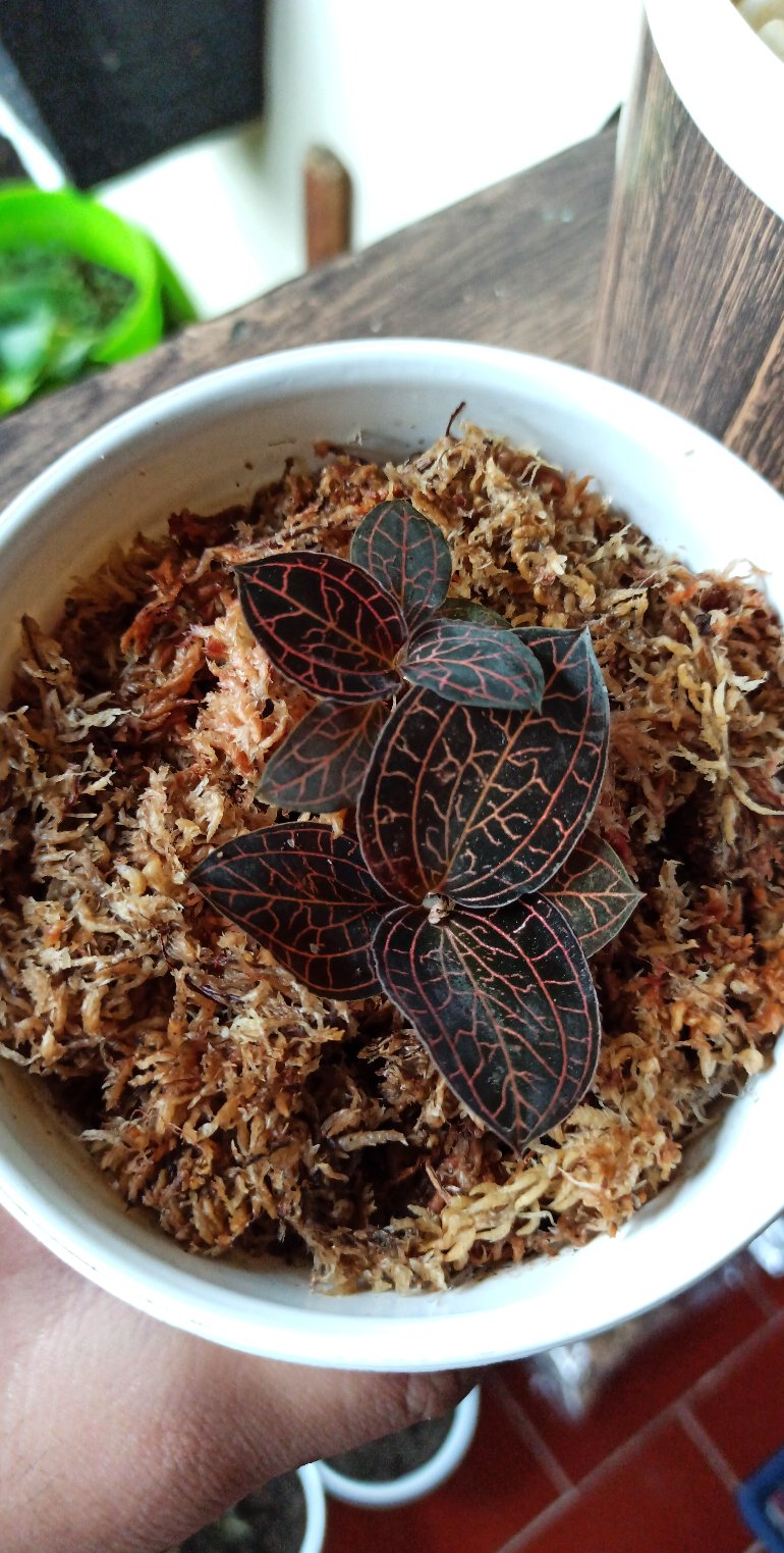 Anggrek Tanah Jewel Orchid/anoectochilus Rendwartii/anoectochilus Sp/macodes Petola