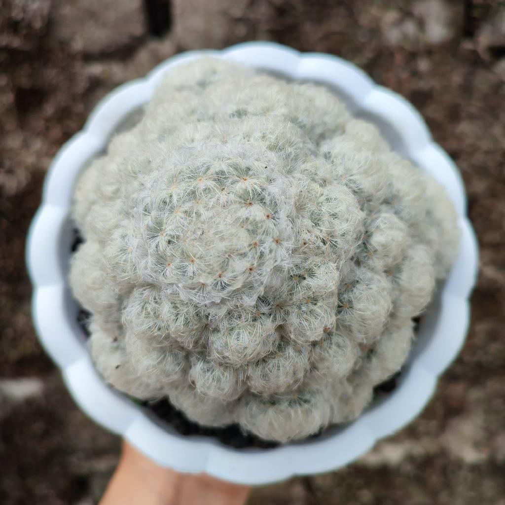 Mammillaria Plumosa | D 12 Cm | Kaktus