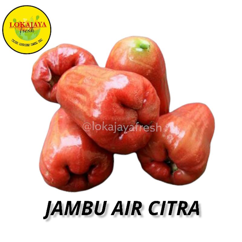

Jambu Air Citra Manis 1 Kg [Pengiriman Instant dan Sameday]