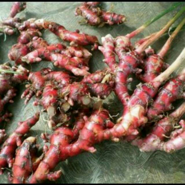 

Jahe Merah Aceh