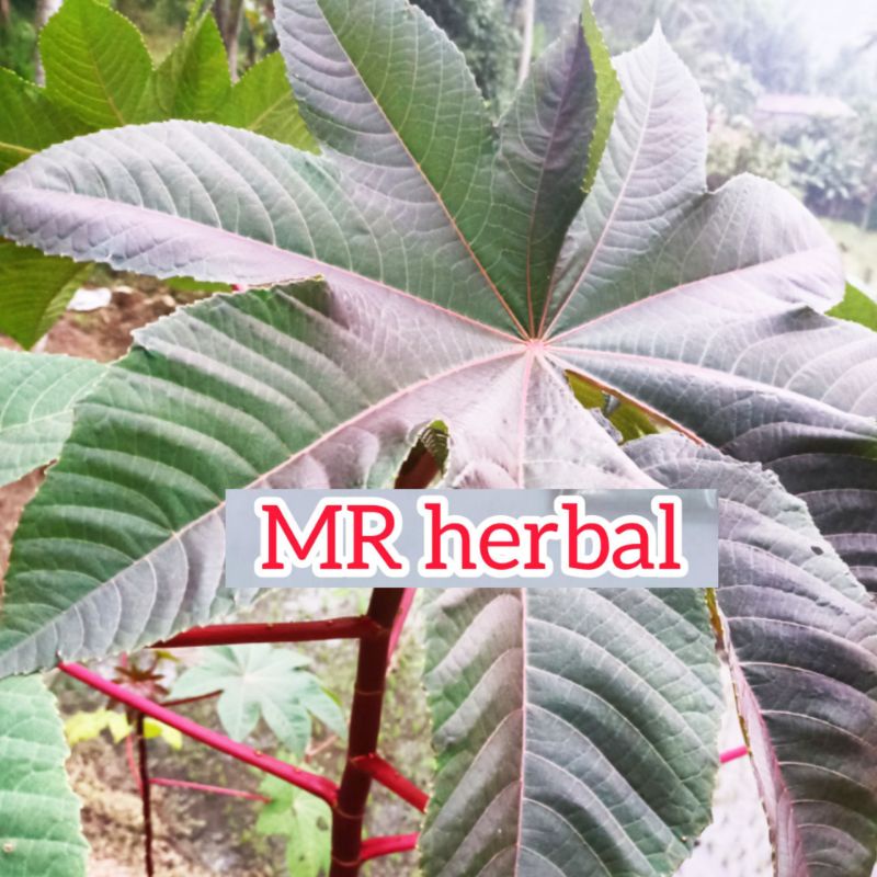 

Daun kaliki merah frest 500Gram