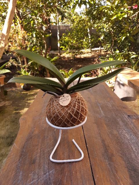 Kokedama Anggrek Bulan Dewasa  SPIKE