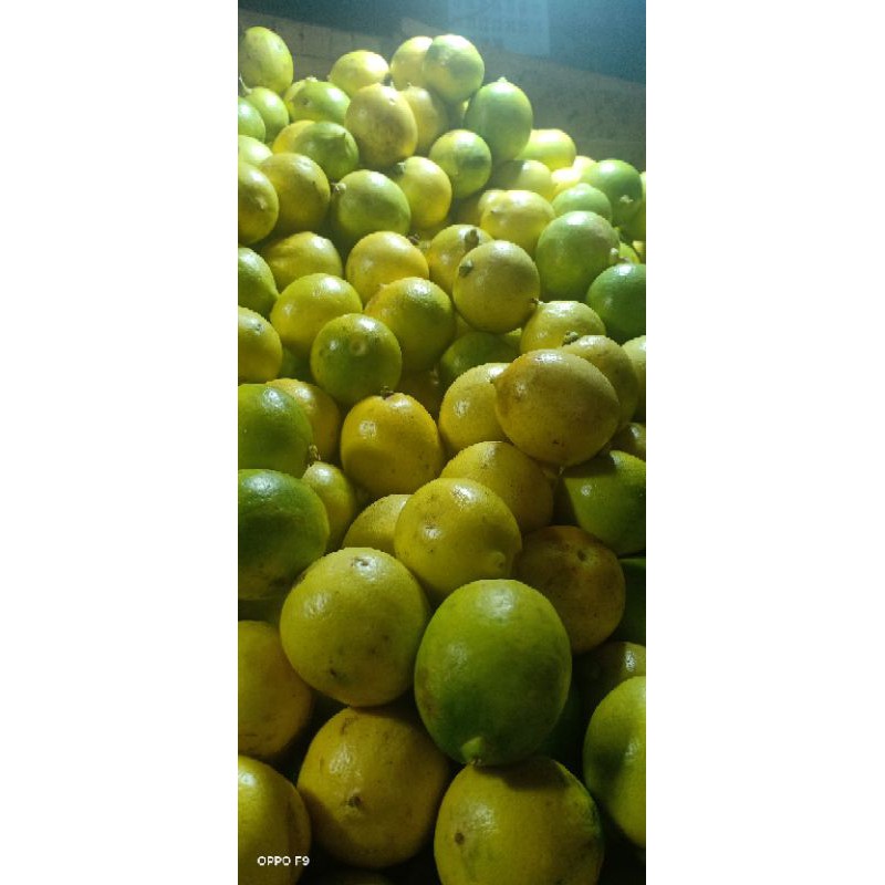 LEMON lokal grade A