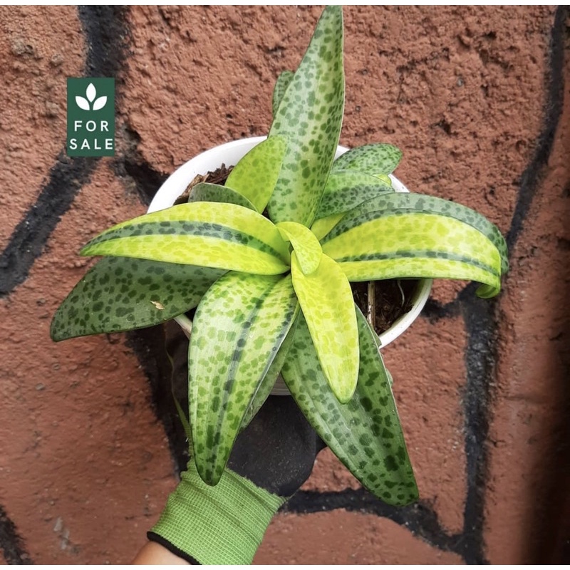 Tanaman hidup gantung lidah katak daun lebih bnyak-tanaman hias hidup-bunga hidup-tanaman hidup-tana