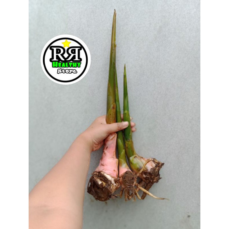 Benih kecombrang/bibit honje segar