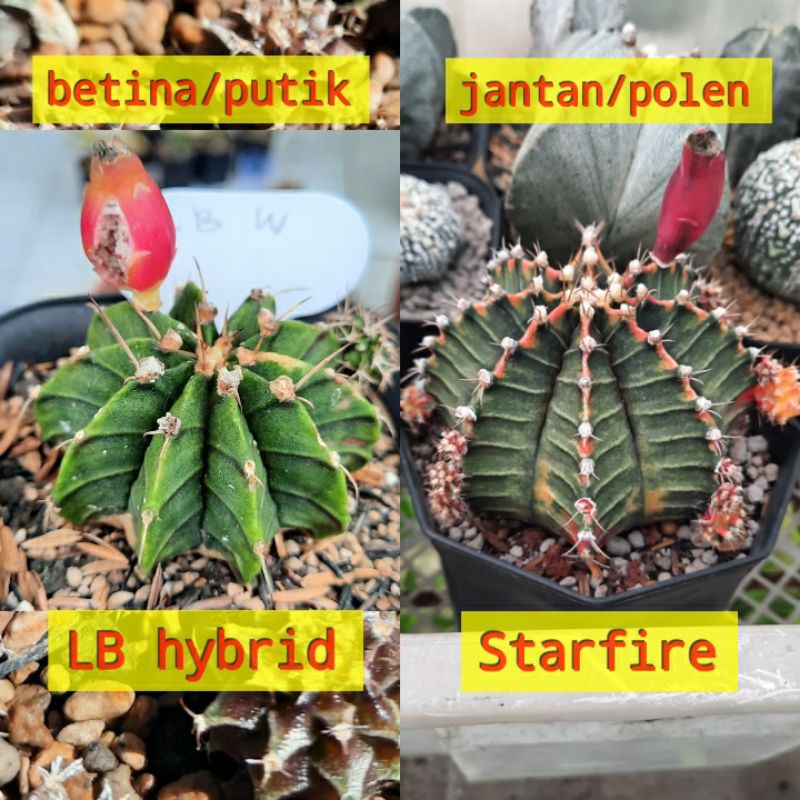 Paket Semai Biji Kaktus LB hybrid x Milo/Starfire