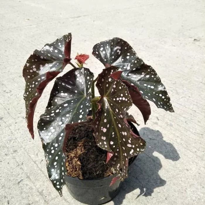 tanaman hias begonia polkadot - begonia mocca - angel wing - polcadot