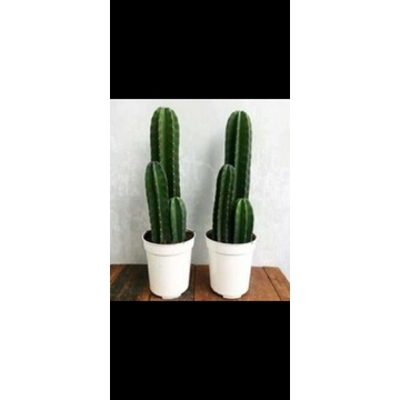 kaktus koboi belimbing