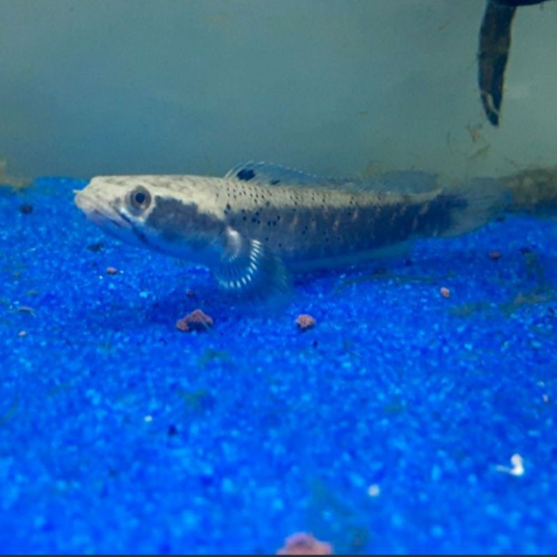 

ikan channa blue pulchra