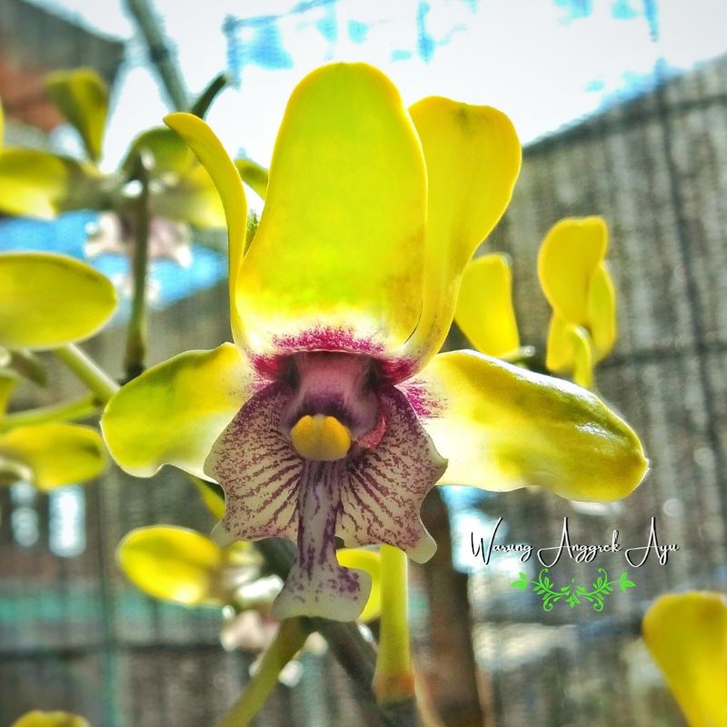 BIBIT ANGGREK BESI DALAM BOTOL PREMIUM