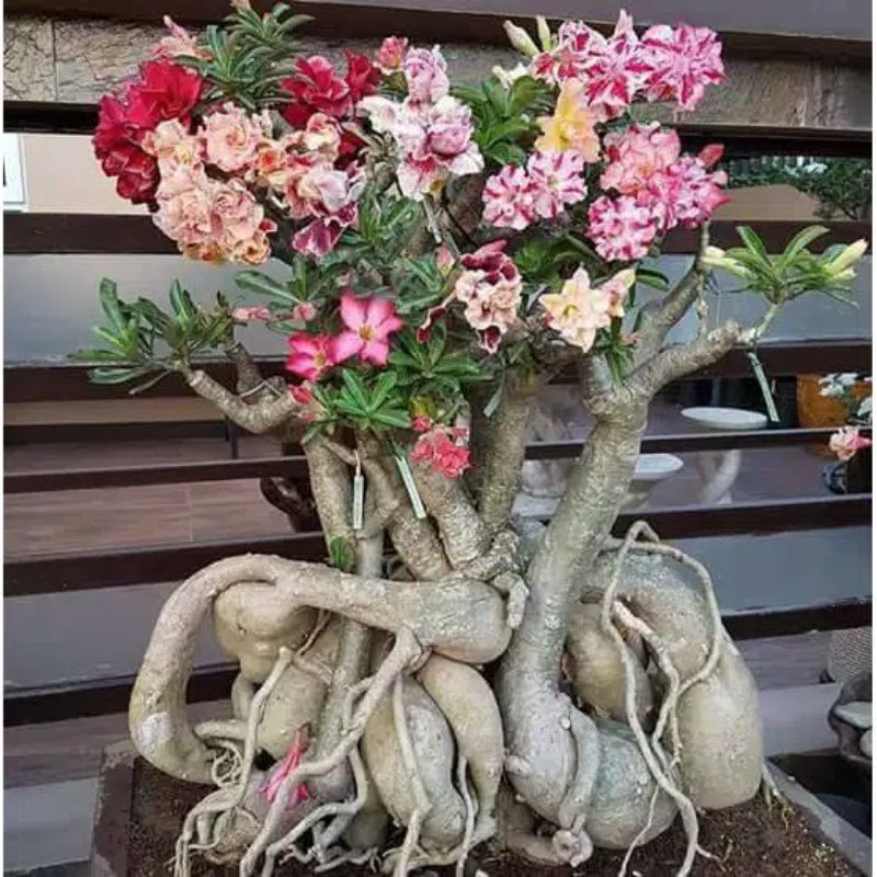 Adenium bunga tumpuk hasil grafting