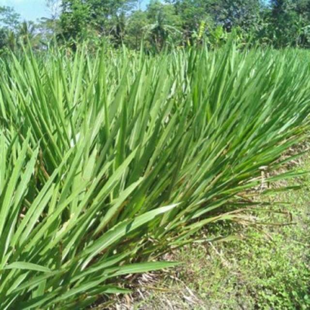 Stek batang rumput odot