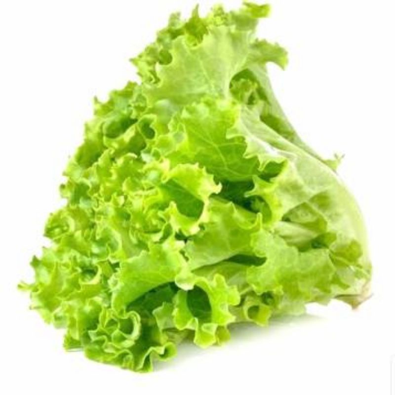 Lettuce 250gram | Selada Keriting | naga_exspress