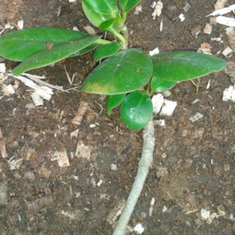 Beringin Korea stek - batang beringin Korea stek