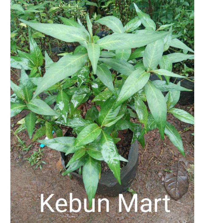 Grosir tanaman mint Vietnam/laksa/daun kesum