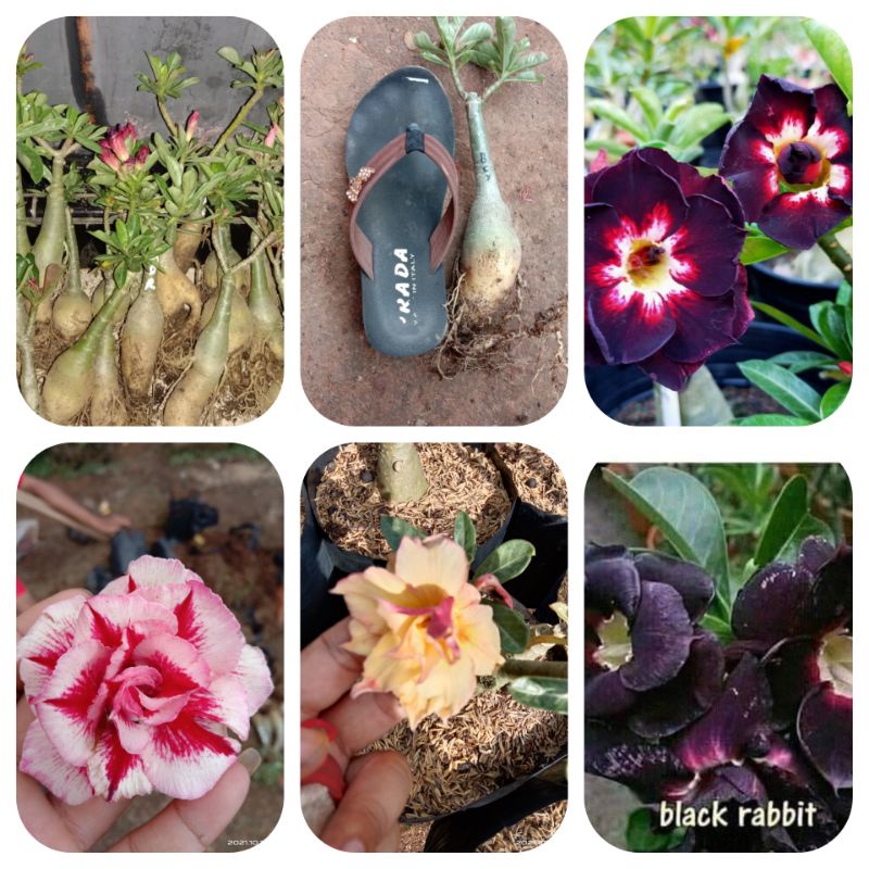 4 POHON ADENIUM SIZE B