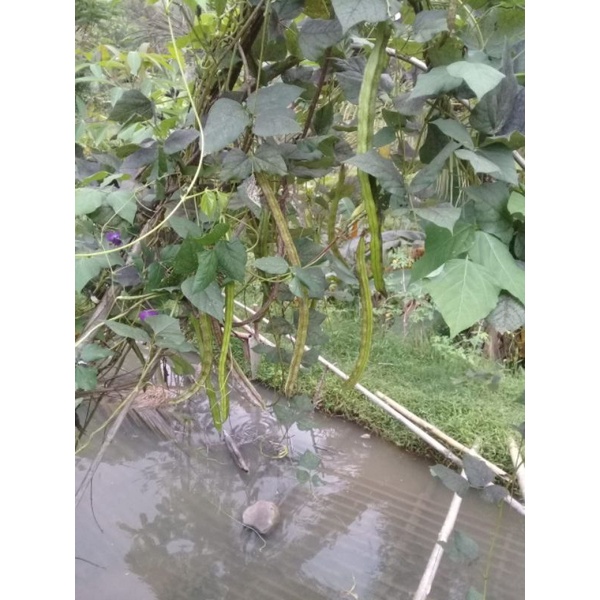 

Kecipir Atau Sayur Ja'at Jaat 500gram