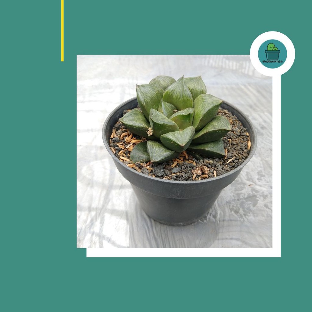 Tanaman Hias SUKULEN Haworthia Emeylae Picta