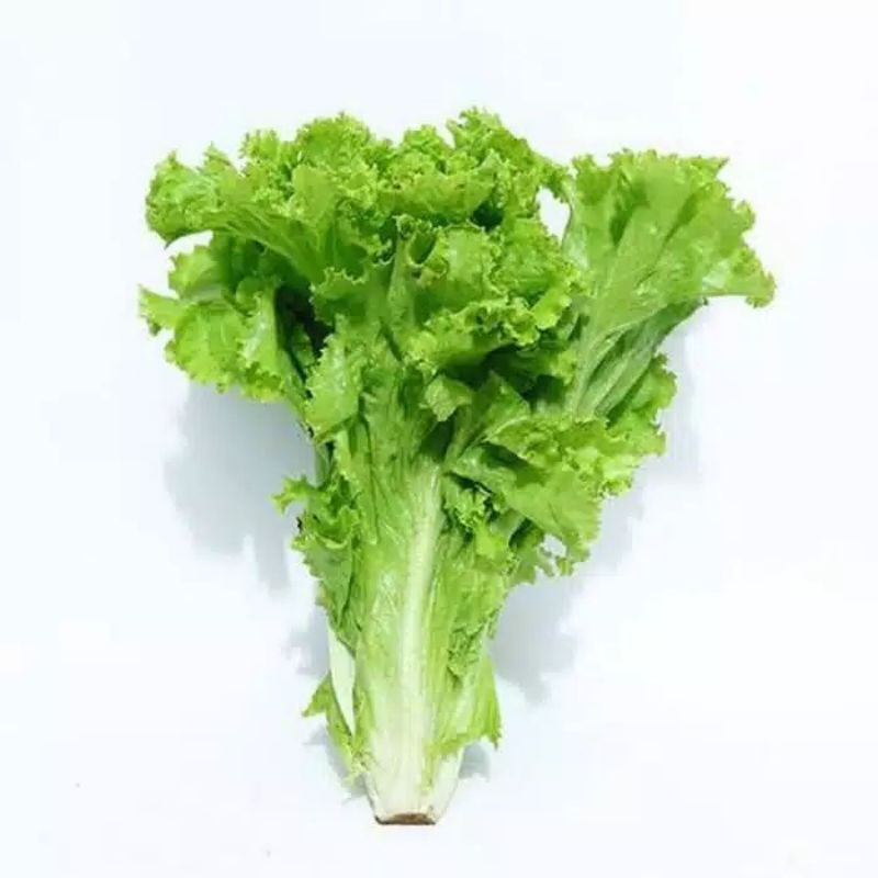 

Slada keriting - Sayur selada fresh 500gr