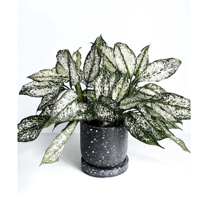 Tanaman hias aglonema hidup dibawah 20k-aglonema hidup-tanaman hidup-bunga hidup-aglonema murah