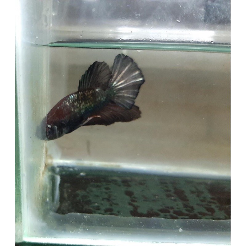 Cupang/Betta fish black cooper gold