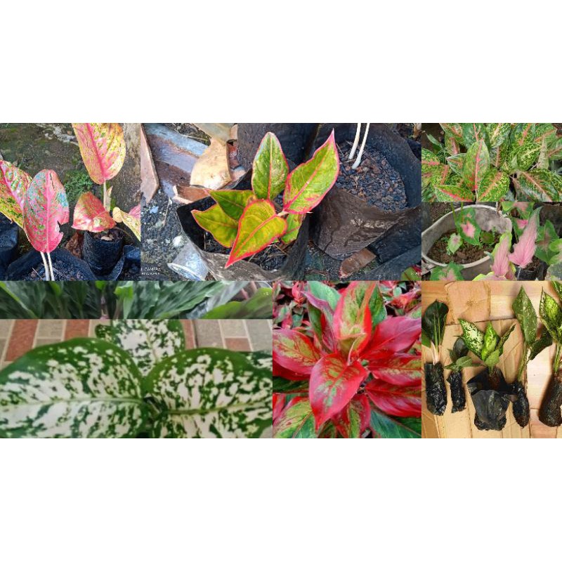 

5 Paket aglonema mix campur
