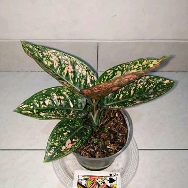 bonggolan aglonema ruby compacta