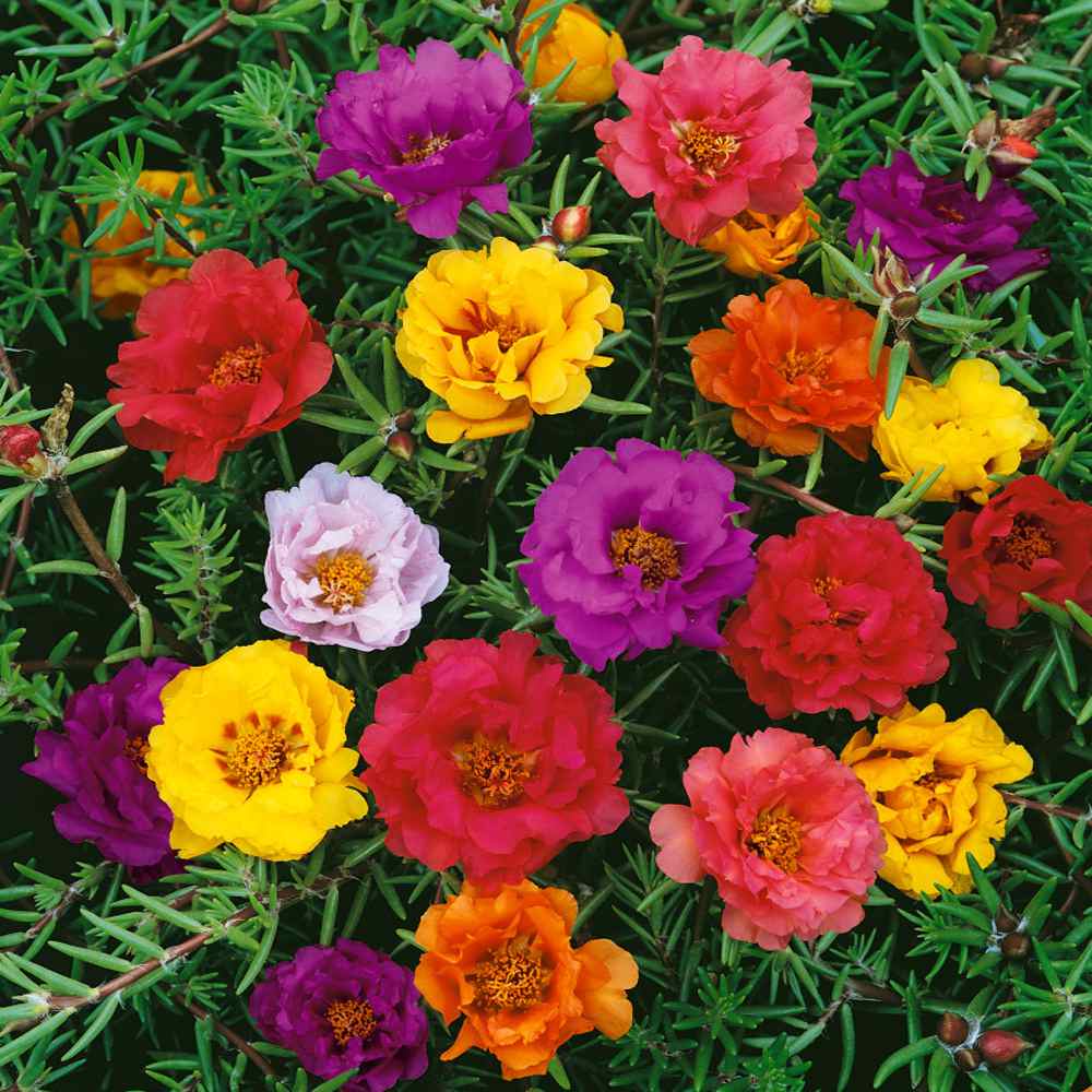 Tanaman hias kembang krokot / bunga pukul sembilan moss rose