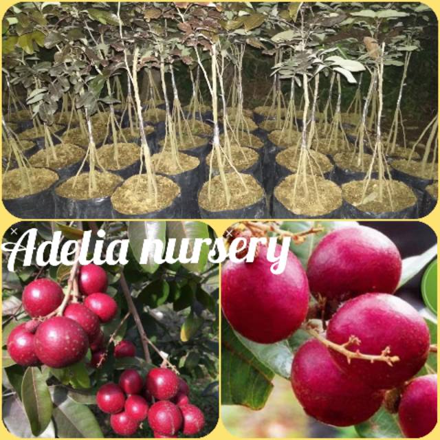 Bibit kelengkeng merah kaki 3