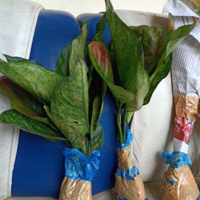  Bunga  Aglaonema  Heng heng merah Shopee Indonesia