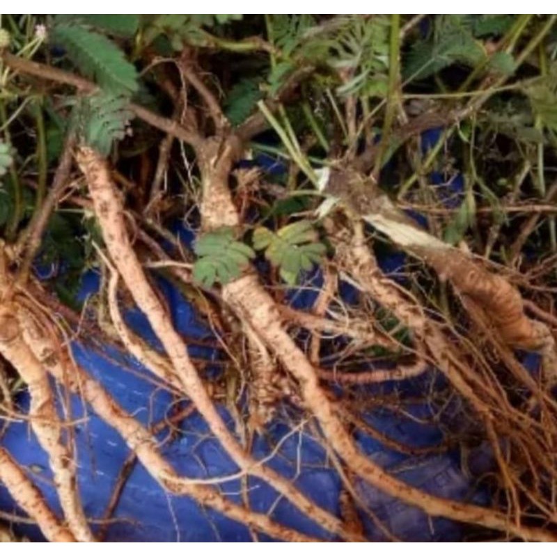 

jual akar putri malu segar 300 grm baru