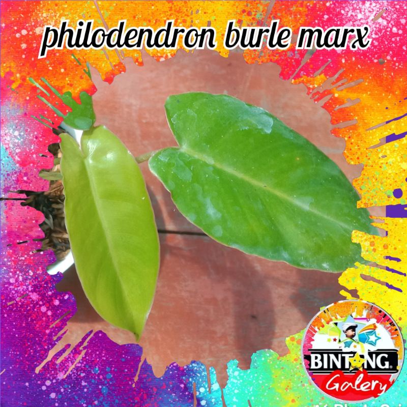 philodendron burle marx