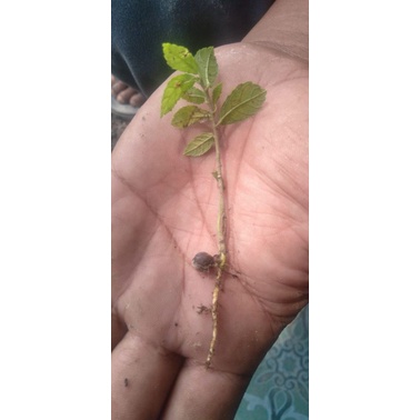 bibit bonsai serut dari biji