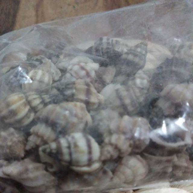 Kerang Kerikil / Bahan Kerajinan