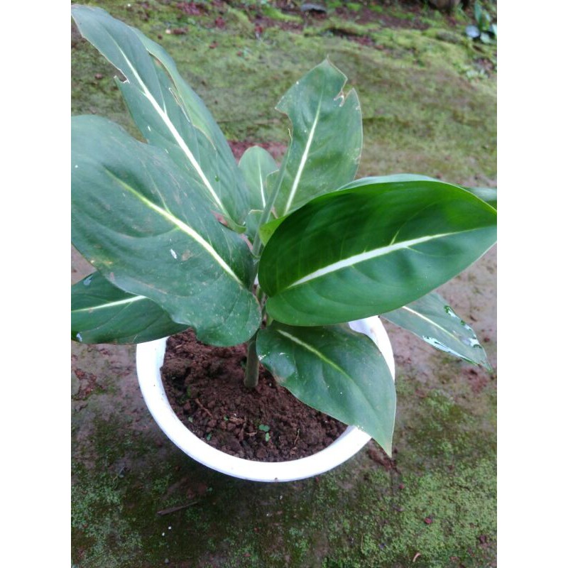 aglonema aglaonema Chinese Evergreen Sri rezeky hijau