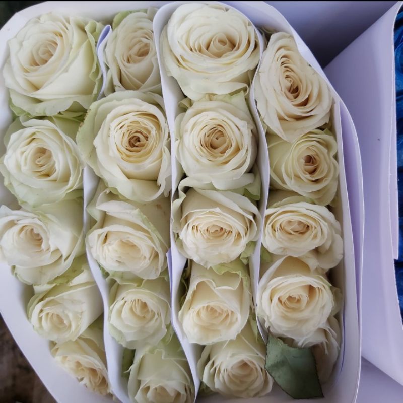 mawar putih bunga potong bunga satuan bunga fresh mawar