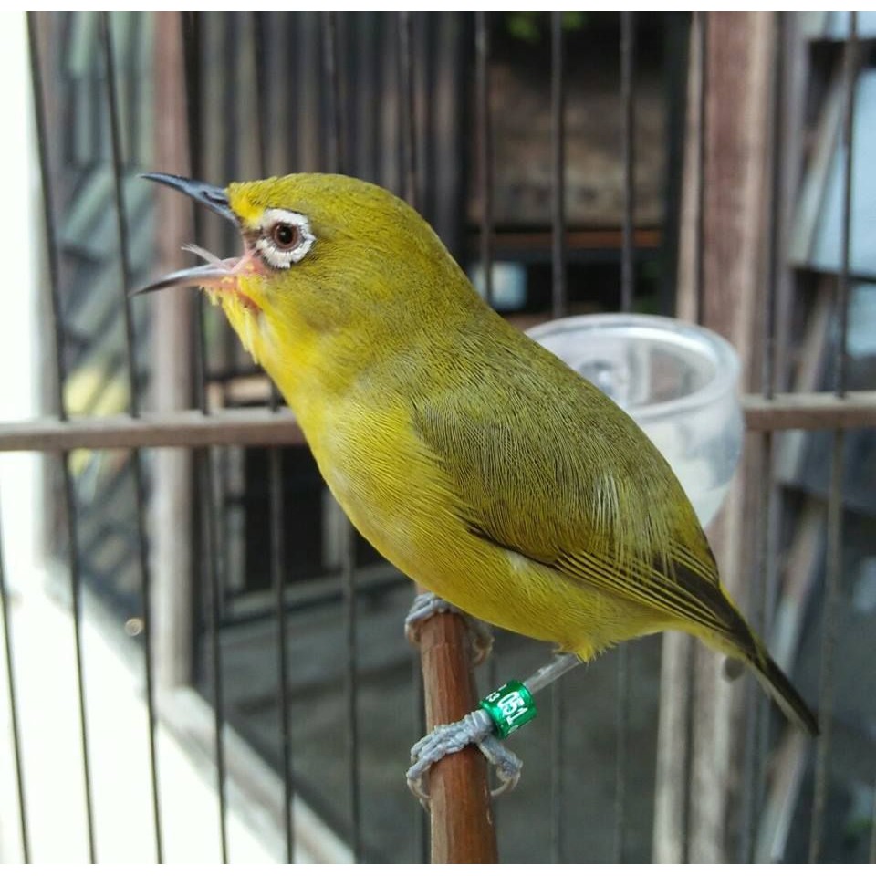 Burung pleci dakun masteran
