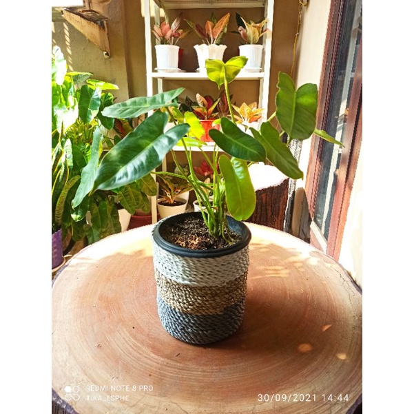 philodendron brekele / philodendron burlemarx