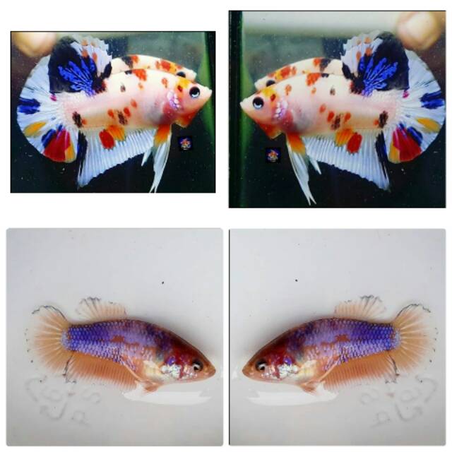 Satu Pasang Ikan Cupang Jenis Koi Fancy Shopee Indonesia Satu Pasang Ikan Cupang Jenis Koi Fancy Shopee Indonesia