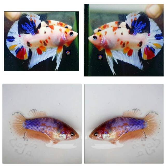 Satu Pasang Ikan Cupang  Jenis  Koi Fancy  Shopee Indonesia