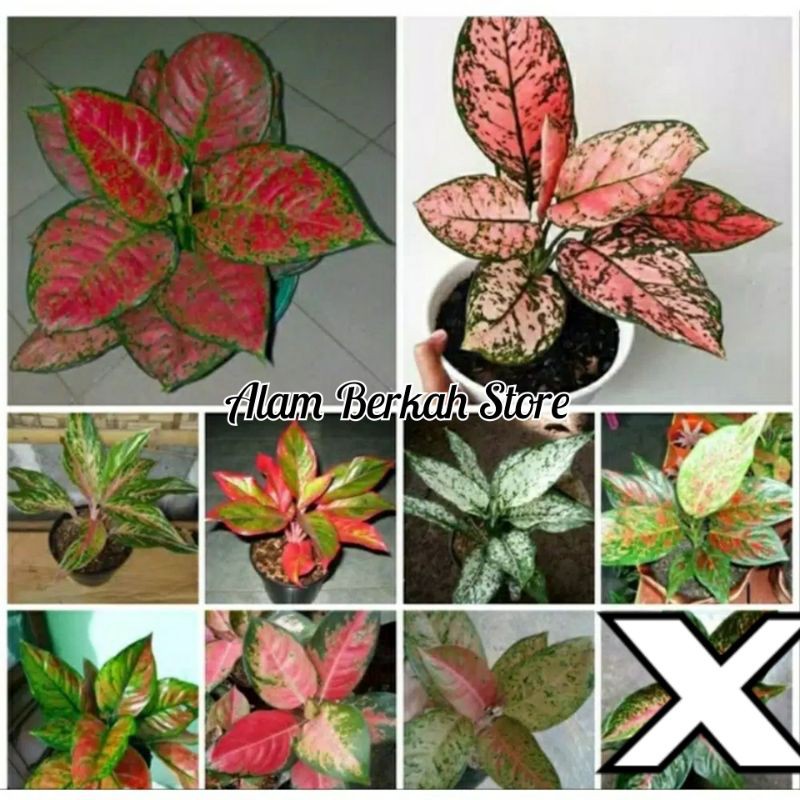 Promo paket 9 Aglonema - Aglonema Paket 9