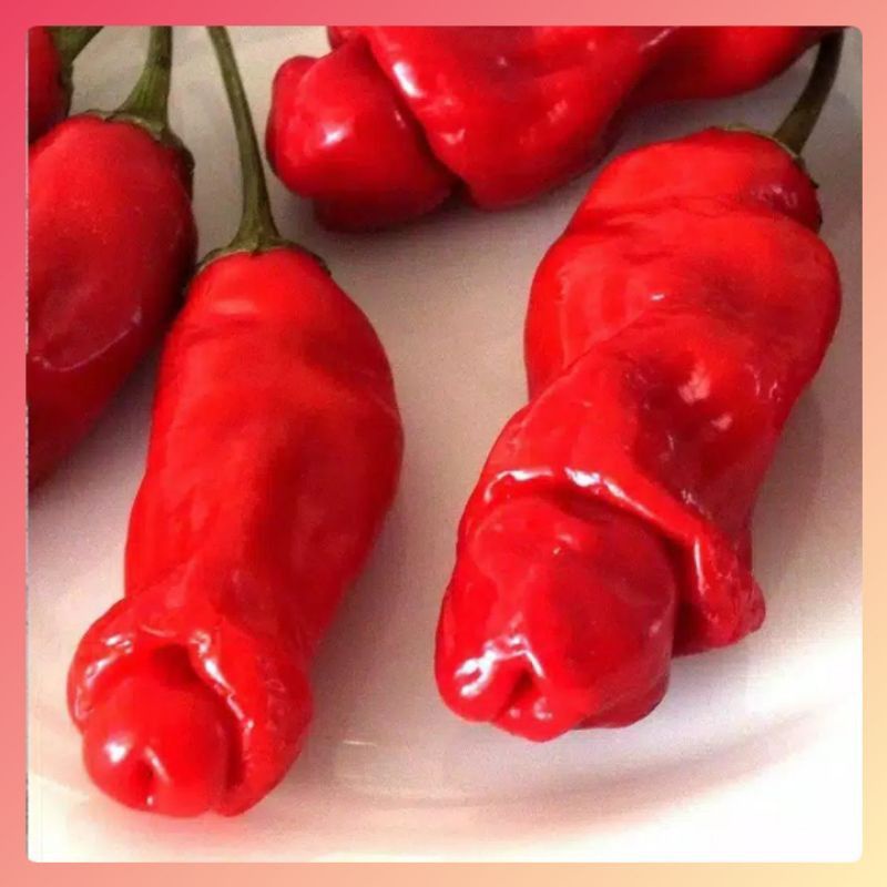 Benih Cabe Hias RED PETER
