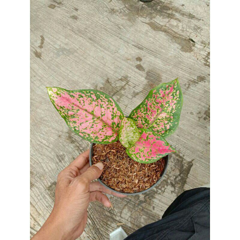 PROMO // Aglonema dut anjamani-Tanaman hias dut anjamanj-Dut anjamani PROMO-DUT ANJAMANI Aglonema